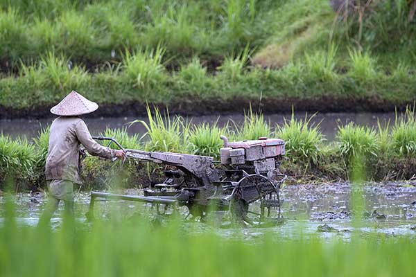 Bali.com