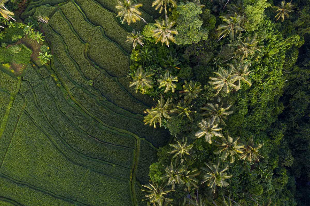 Bali.com