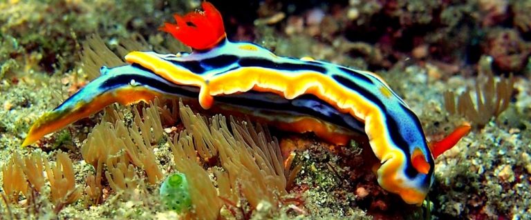 112775068 3291306470962225 4360858675039844200 o 768x319