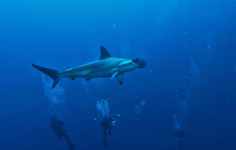 71668222 2399645370278644 1056536867912024064 o 768x490