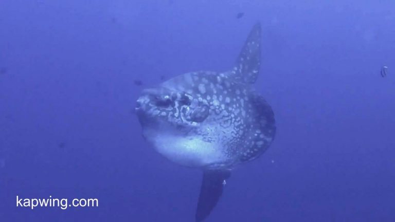 86283908 10156640481736852 2162891508166950912 o 768x432