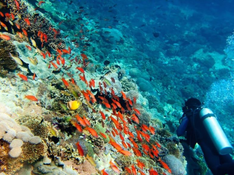 Colourful corals and marine life 768x576