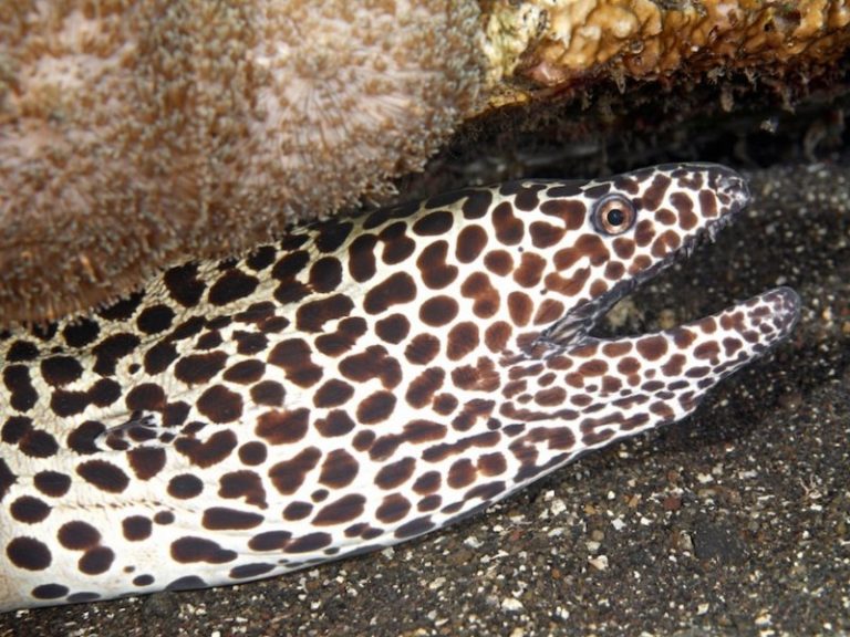 Leopard Moray Menjangan Area 768x576