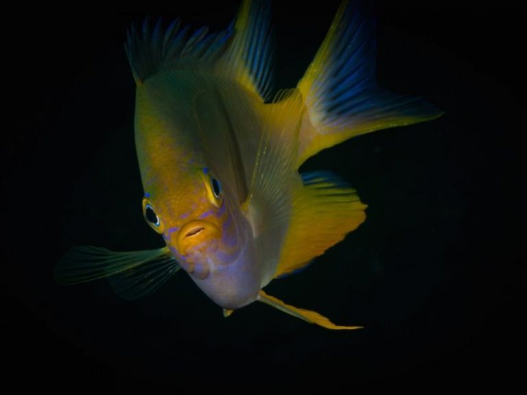 coral garden 768x576