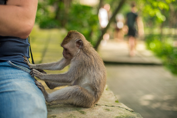 monkey-in-ubud-forest