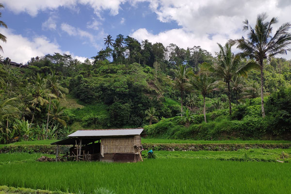 Bali.com