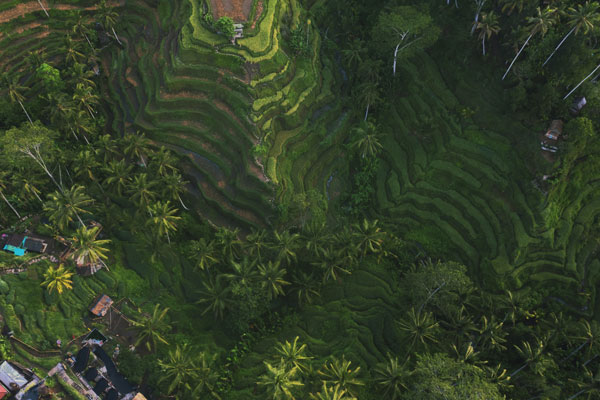 Bali.com