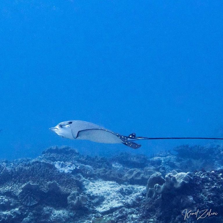 54267973 799948567027373 6682864418453192704 o 768x768