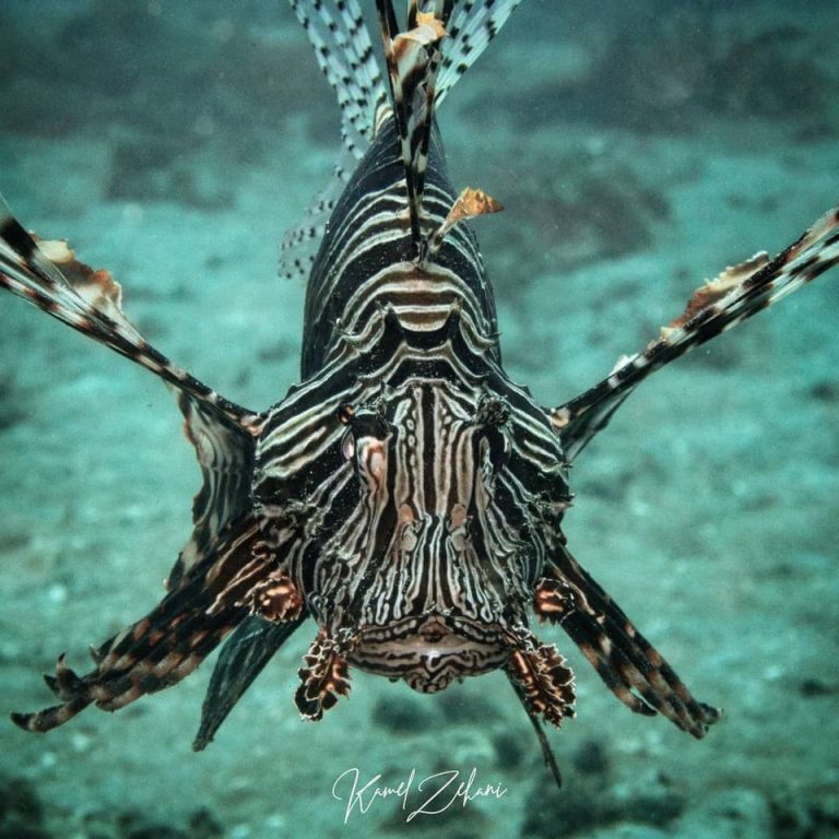 56915059 815185158837047 7794616763152334848 o 768x768