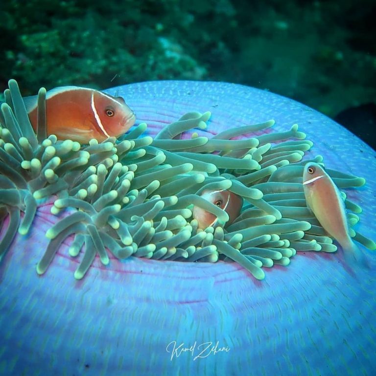 57272183 813322362356660 1679661885835706368 o 768x769