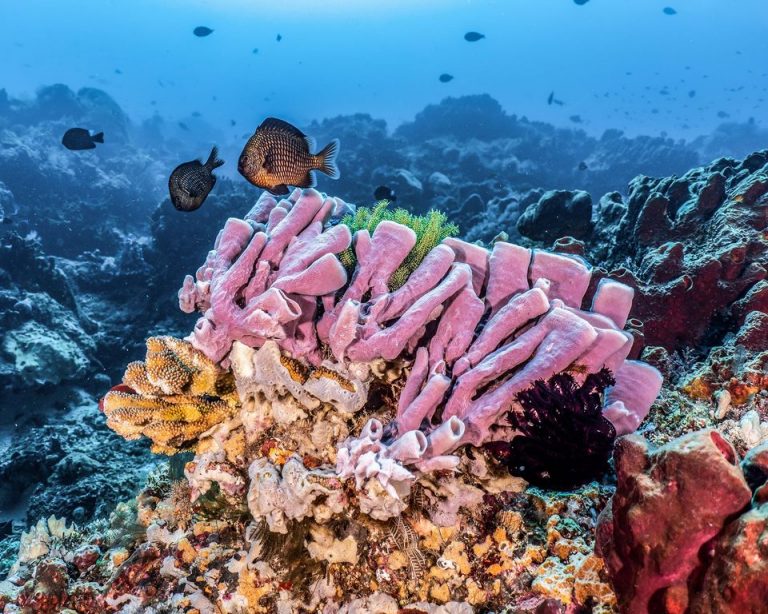 74357789 3110877642333985 307806381254680112 o 768x614