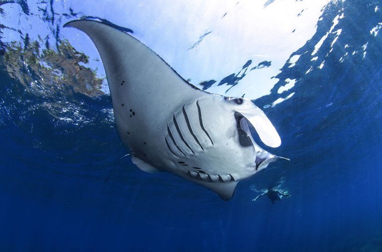 87228086 2770697156352037 9104921266942377984 o 768x506