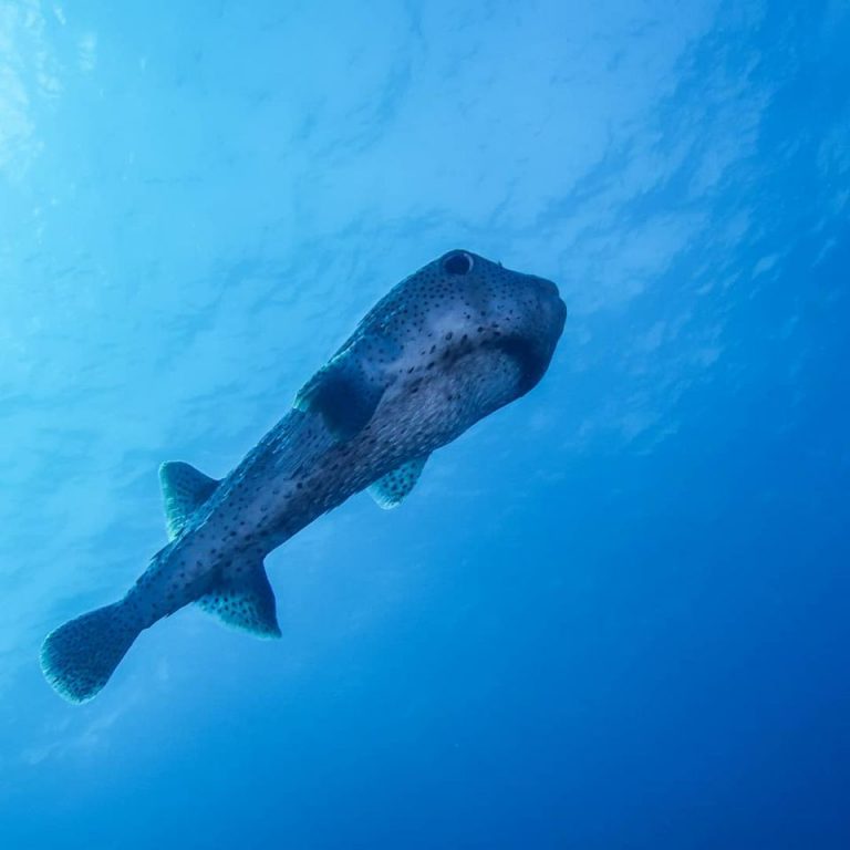 89028065 1060229917665902 3436205679134638080 o 768x768