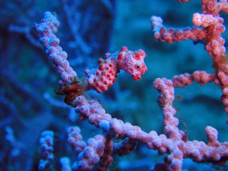 AWARE fish identification spec 768x576