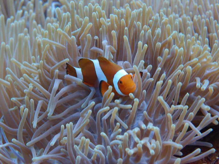 Clownfish 768x576