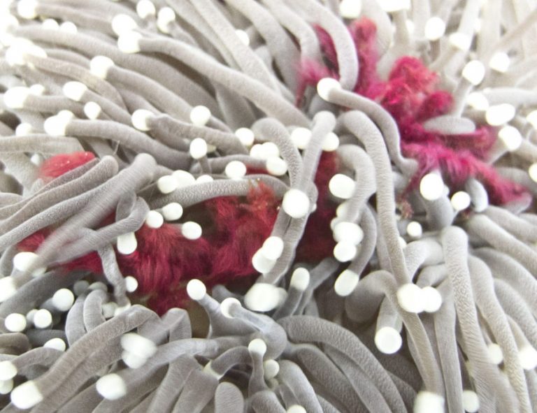 IMG 1207a1 e1559013088126 768x591