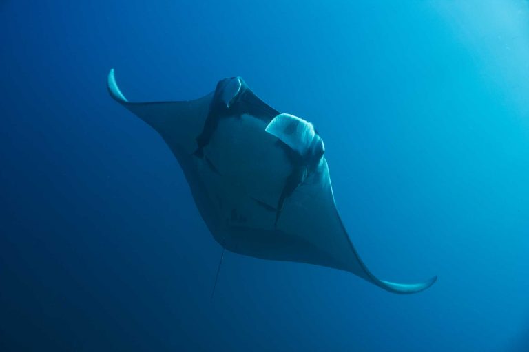 blue background scuba center asia 768x512