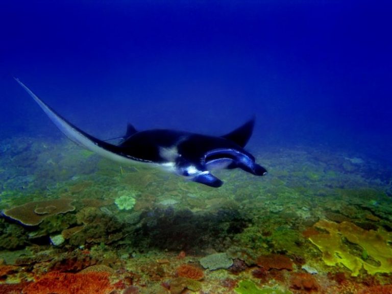 mantapoint1 1 768x576