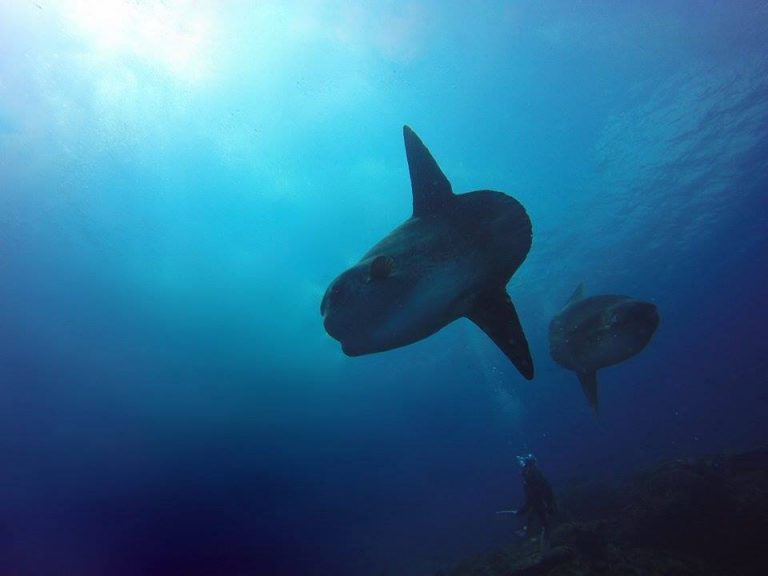 mola mola scuba center asia 2 768x576