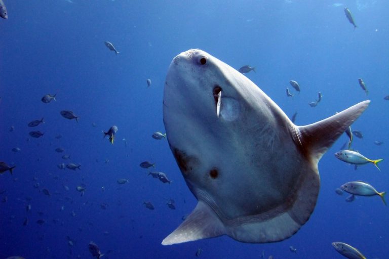mola mola 1 1 768x512
