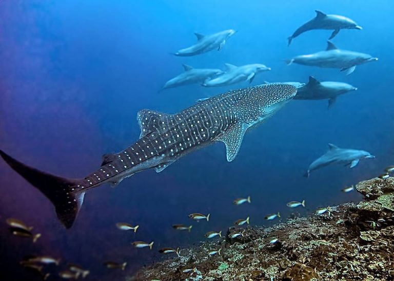 whalesharkdolphinspop 768x548