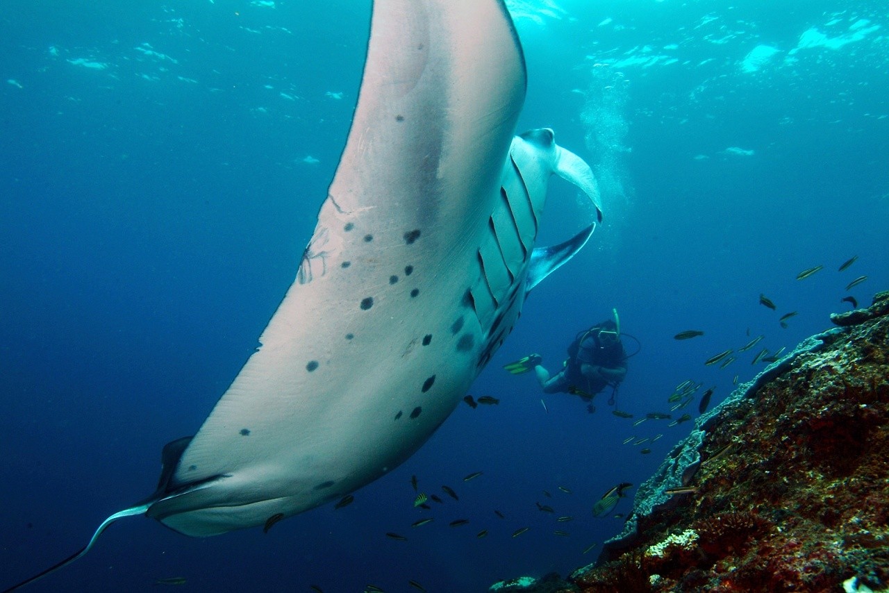 ok divers diving bali bali manta point 6