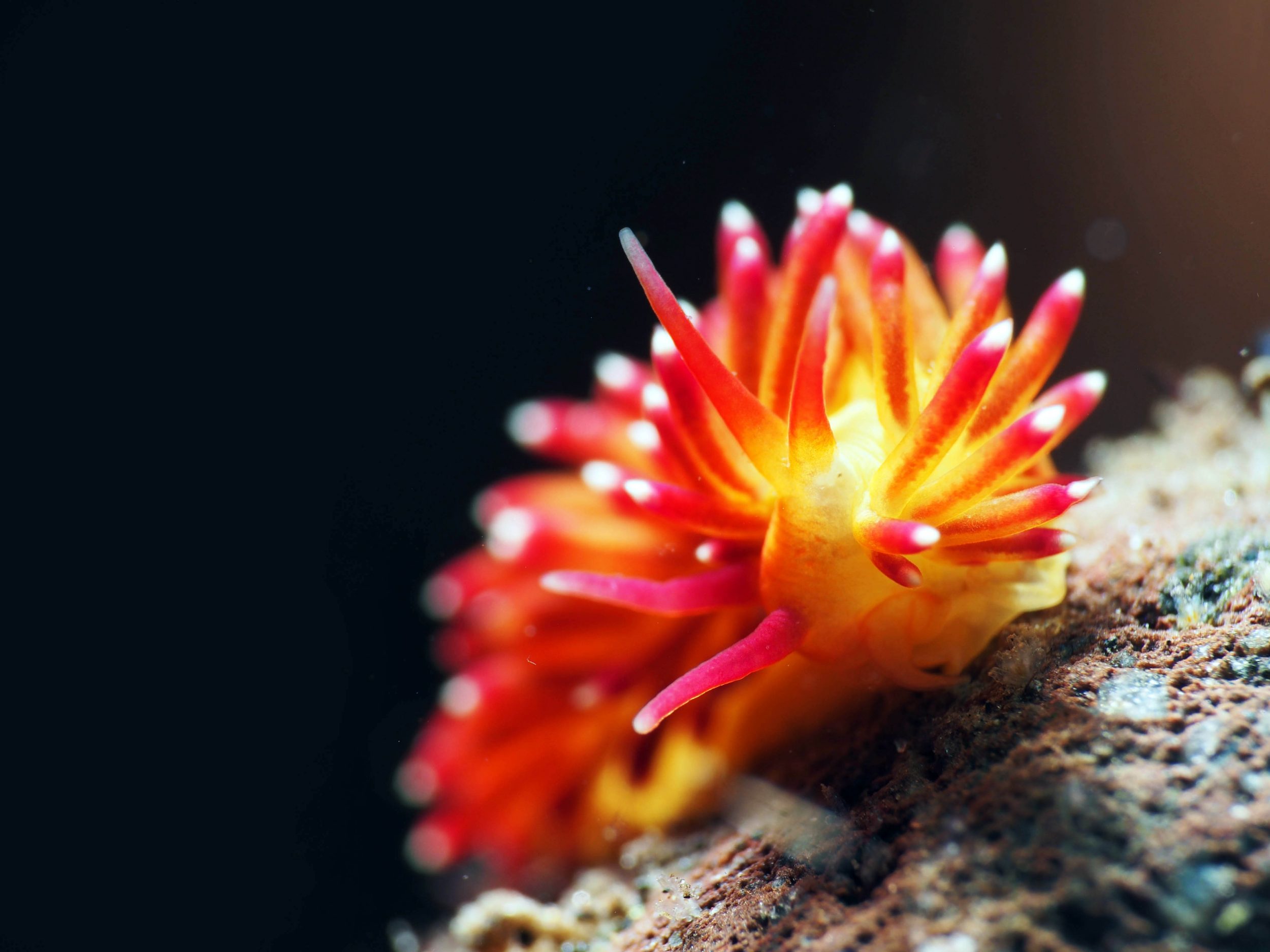 P405163903 e1553138119249