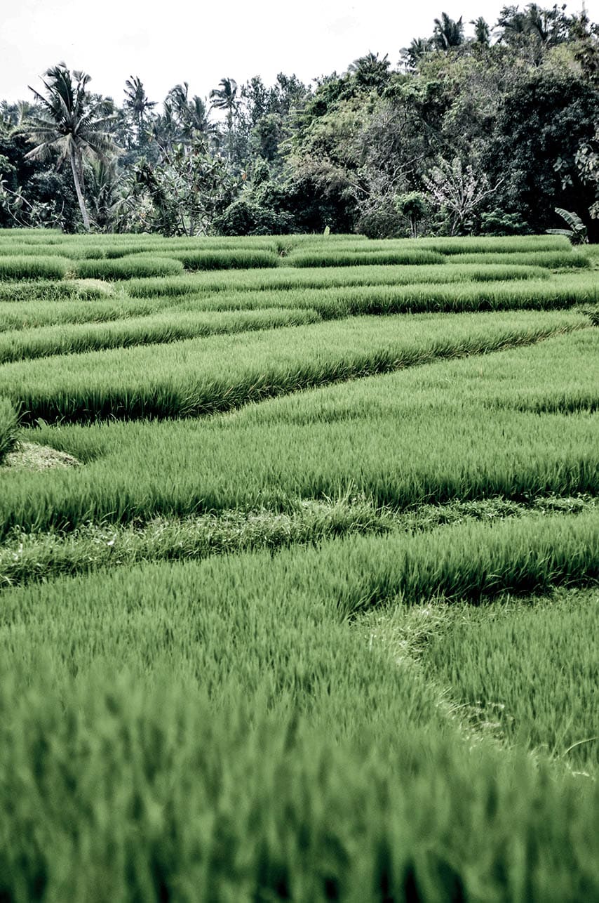 rice field 2