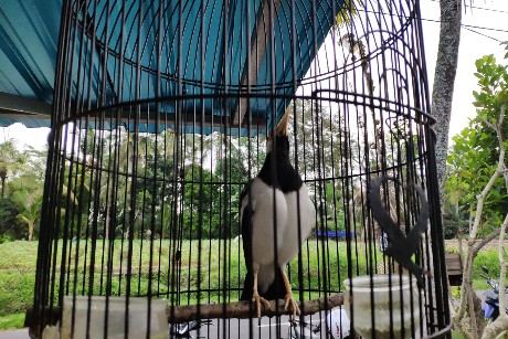 animal welfare bali bird caged