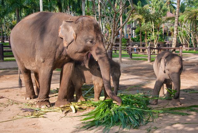 animal welfare elephants bali