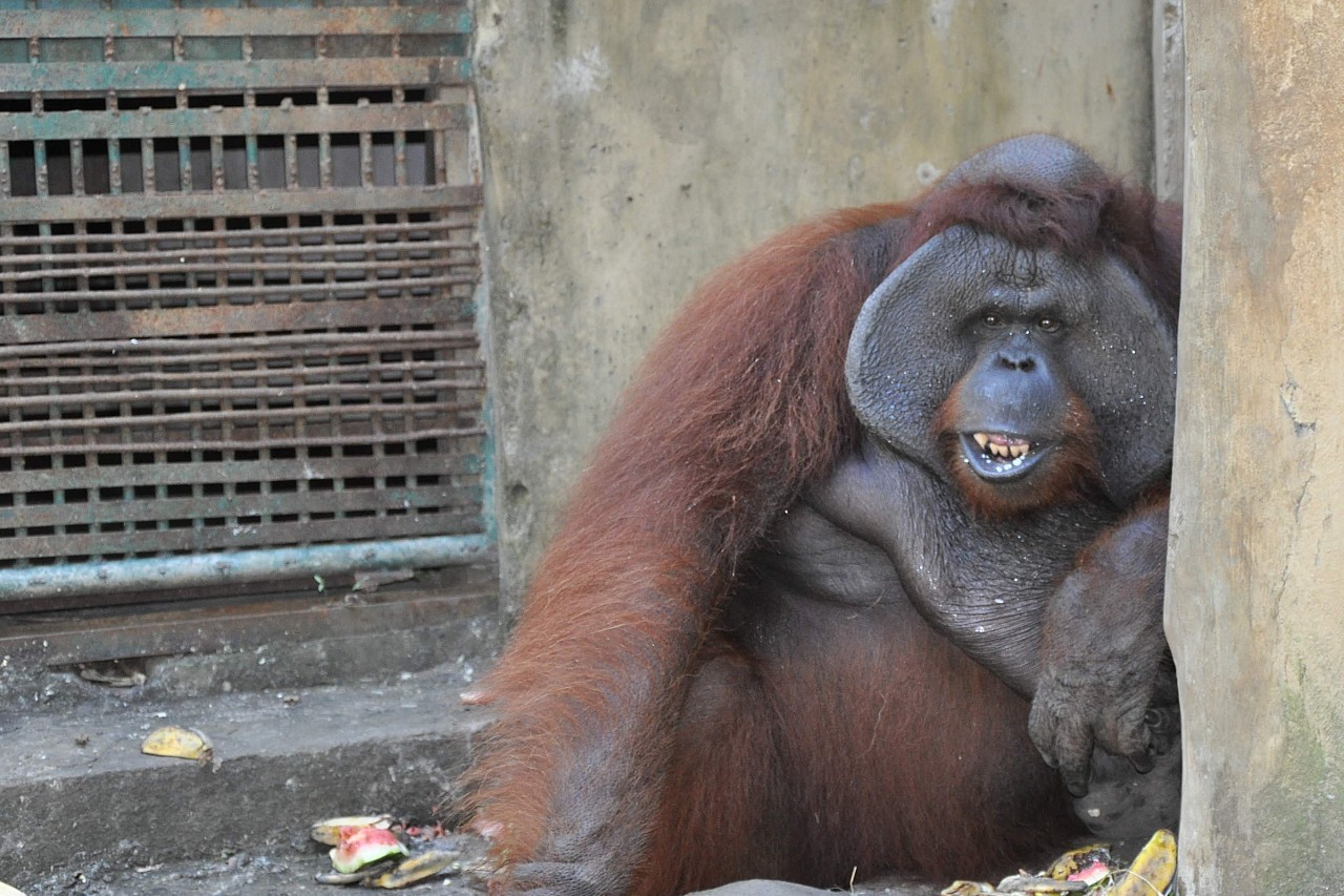 bali orang utan zoo