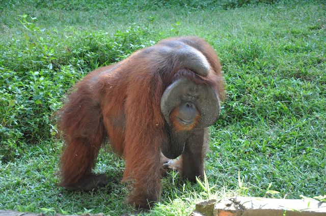 orang utan bali