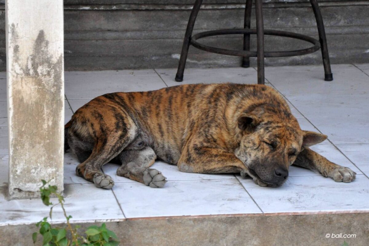 Bali Dog Kintamani sleeping