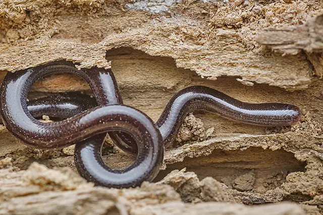 brahminy blind snake harmless