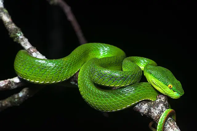 white lipped green tree viper bali wikimedia