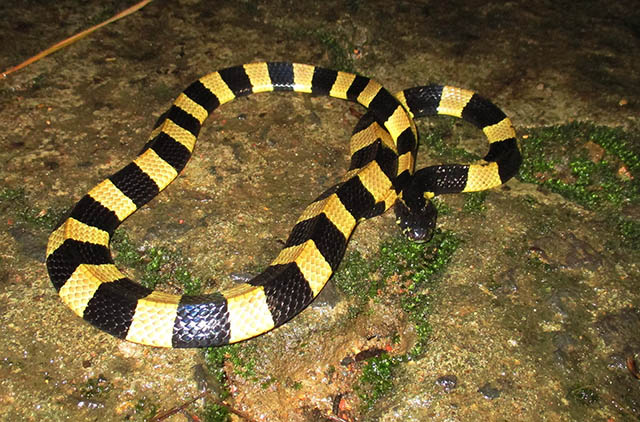 baded krait snake wikimedia