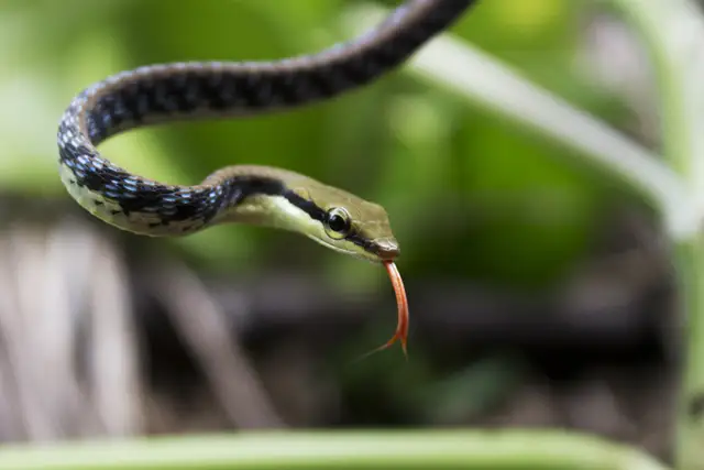 ular lidah api bronzeback snake