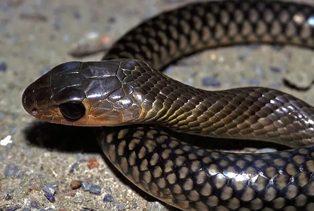 chinese rat snake