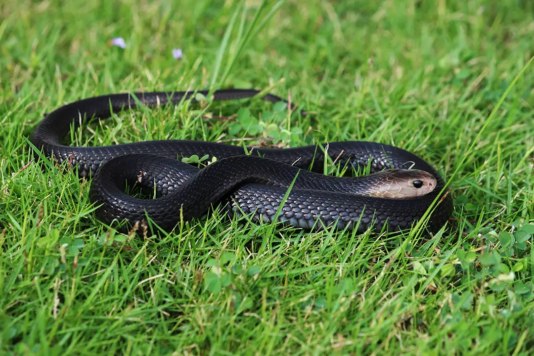 spitting cobra