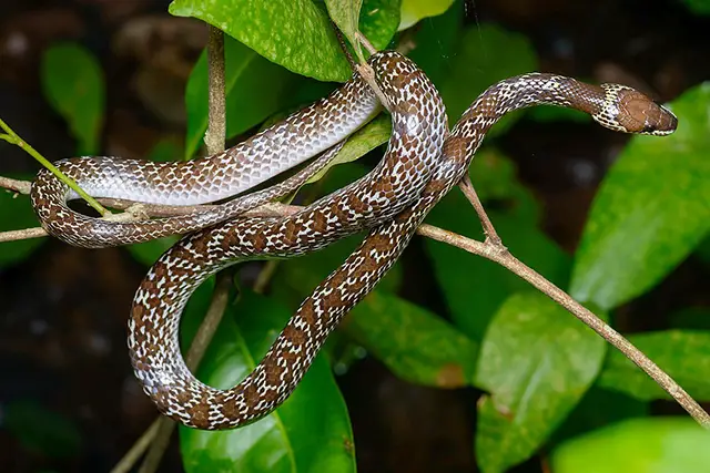 common wolf snake bali harmless