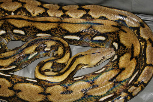 Reticulated Python - The Largest Snake in Bali