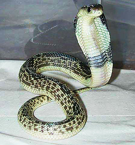 javan spitting cobra bali