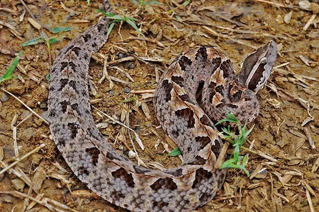 Malayan Pit Viper - Venomous Snake in Bali