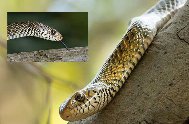 oriental rat snake