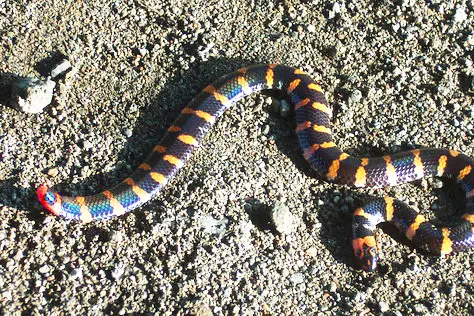 red tailed pipe snake