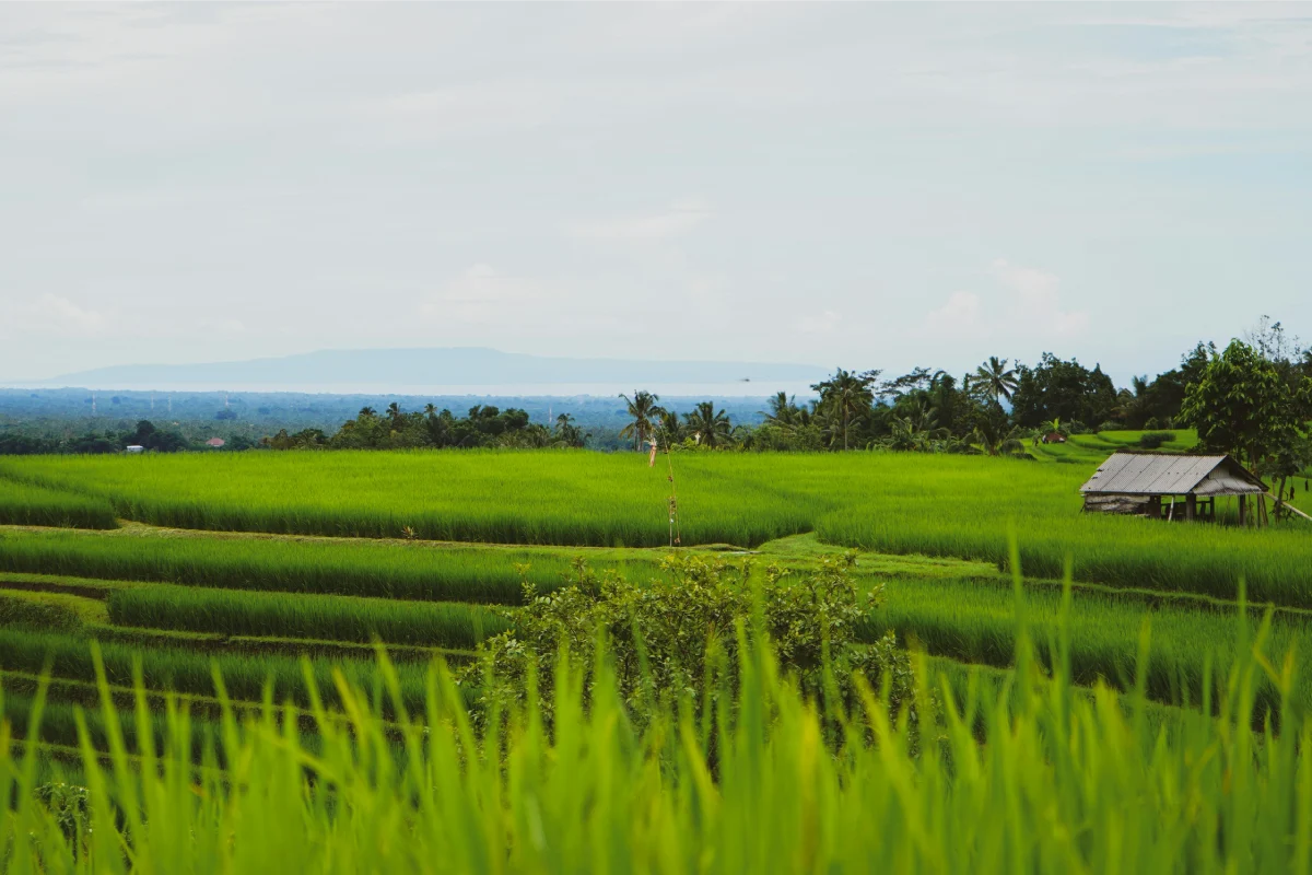 Bali.com