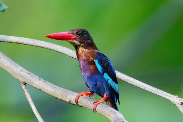 jJavan Kingfisher (Halcyon cyanoventris) Wikipedia