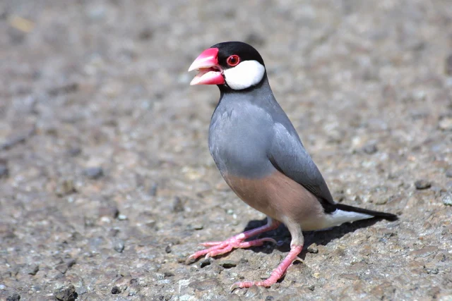 Java Sparrow Bali